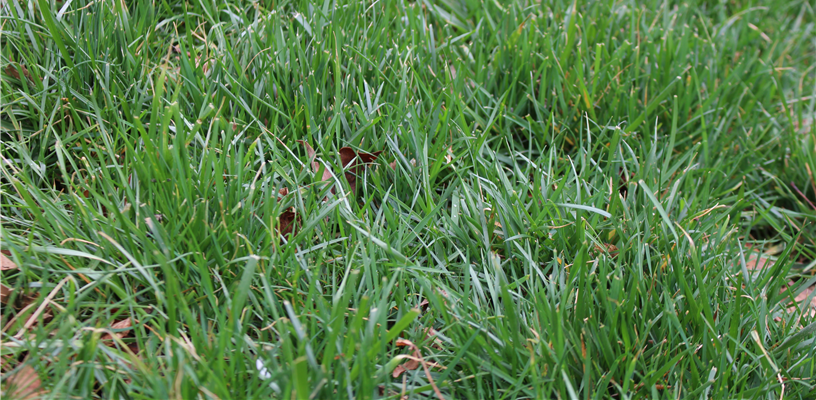 Fall Is the Time for Tall Fescue Lawn Maintenance